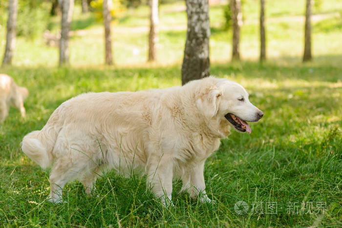 森林里的大金猎犬