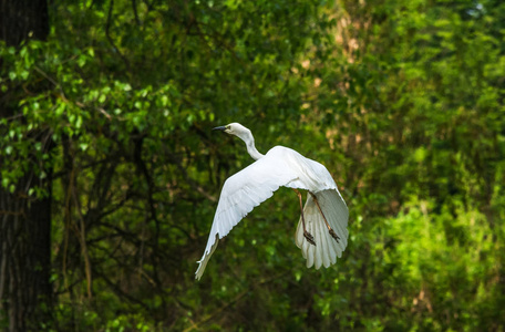 麻雀飞翔中的鸟图片