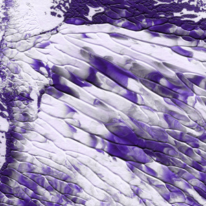 紫罗兰丙烯酸涂料纹理，抽象背景