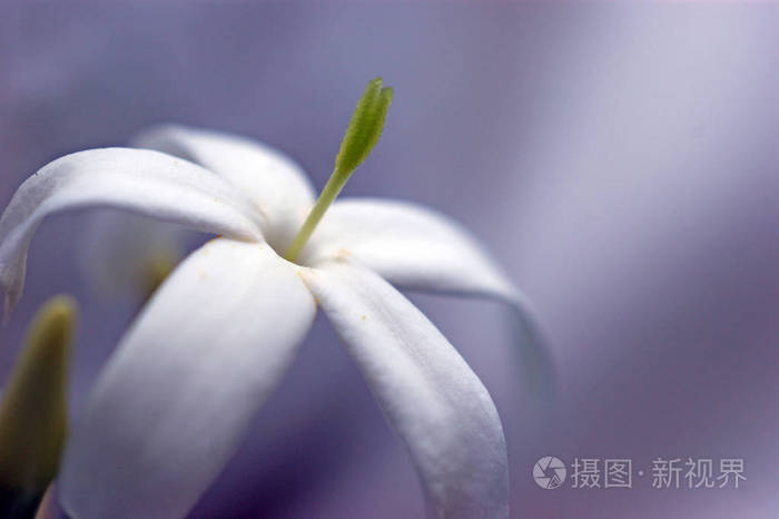 美丽的盛开，芬芳的白色茉莉花，紫罗兰背景的绿杵。