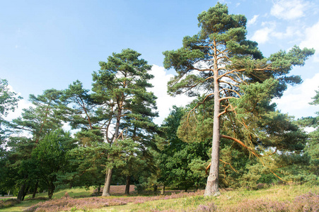 森林高松树自然景观.松树林. n 自然保护区概念.天气变化迹象.