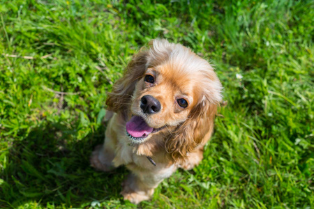 美丽的可卡犬，绿色的草地上