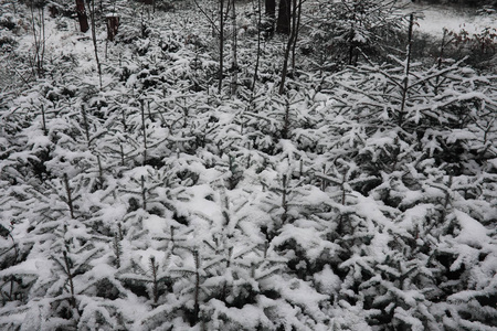 冬季森林。在一个晴朗的日子里的冬季森林景观。雪 c