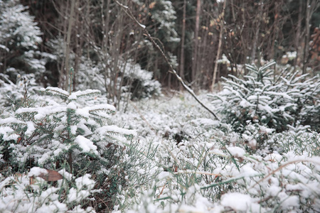 冬季森林。在一个晴朗的日子里的冬季森林景观。雪 c