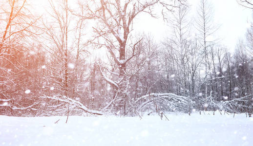 冬季景观积雪覆盖大片。一个公园在冬天在