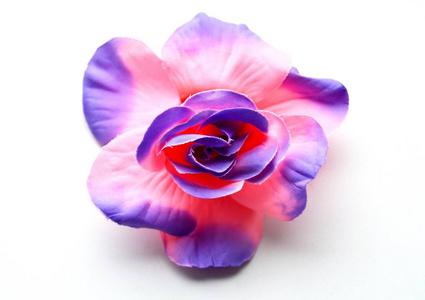 一朵孤立的紫色粉红色的花