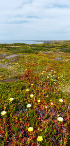 夏天开花岸，有鲤鱼花被称为猪面冰植物。
