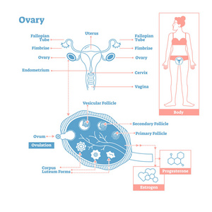 卵巢, 内分泌系统的一部分。医学科学向量图解图