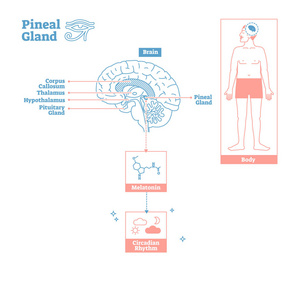 内分泌系统的松果体. 医学科学向量图解图