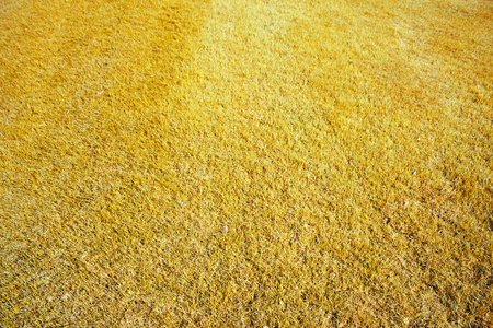 黄色的田野草地和蓝天照片