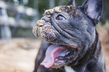 法国斗牛犬在沙子中挖掘，特写狗脸