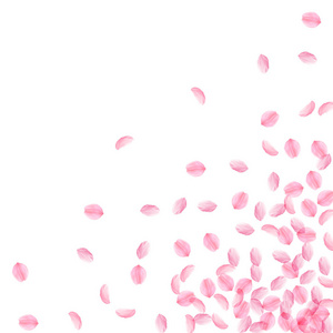 樱花花瓣落下。浪漫的粉红色丝质中花。厚飞的樱桃花瓣。Scattere