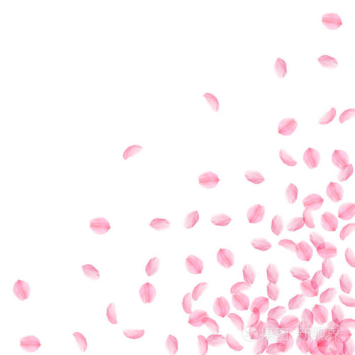 樱花花瓣落下.浪漫的粉红色丝质中花.厚飞的樱瓣.scattere