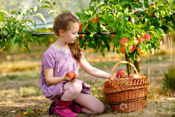 在有机果园里, 穿着五颜六色的衣服和橡胶胶靴的小 schoool 女孩的肖像。可爱的快乐健康的孩子采摘新鲜成熟的水果从树和乐趣