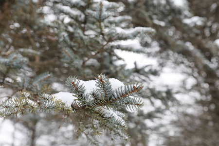 冬季景观积雪覆盖大片。一个公园在冬天在