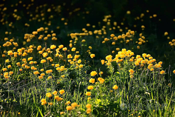 自然背景花黄色美丽的春天自然照片彩色复古花设计