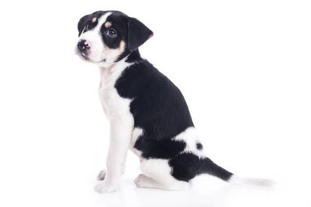白色工作室里黑白斑点小狗狗的全长照片