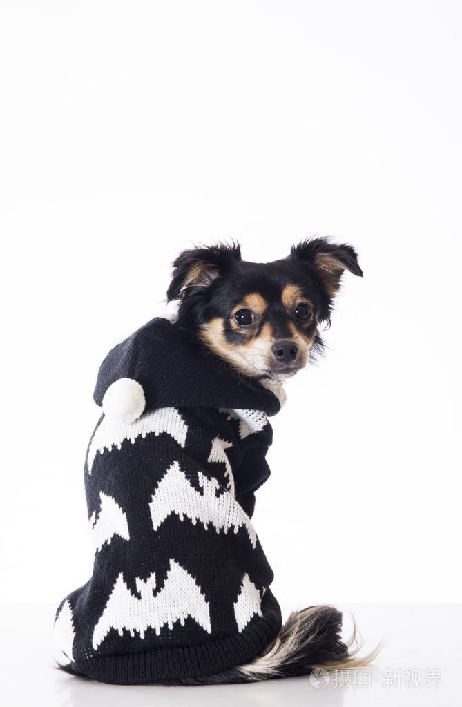 小吉娃娃狗的后景穿着黑白毛衣坐在