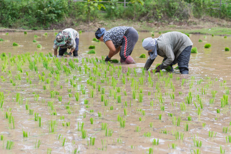 人们种植有机稻田的成熟植物