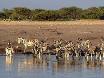 达马拉斑马群, 马 burchelli 安帝古伦, 附近水坑, Etosha 国家公园, 纳米比亚