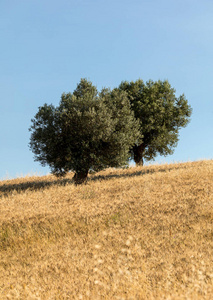 阿布鲁佐起伏的山丘上橄榄树林和田野的景色