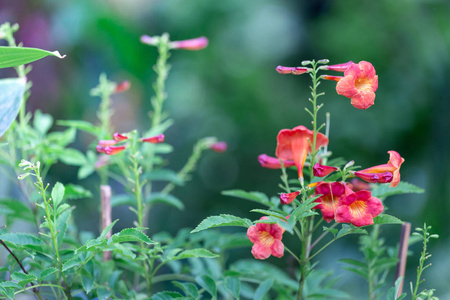 五颜六色的花供悬挂装饰花园。