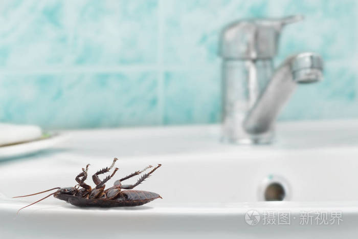 水龙头和浴室蓝色瓷砖背景上的水槽上的死蟑螂 高层建筑内部 在公寓里和蟑螂打架 即将结束 照片 正版商用图片12vq68 摄图新视界