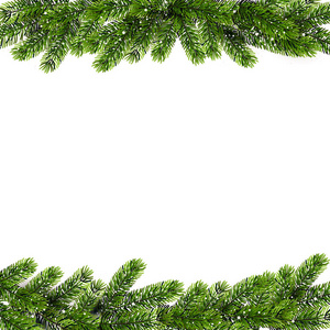 圣诞节背景与绿色松树分行。向量