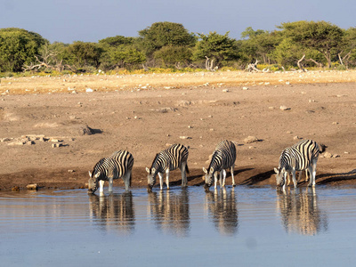 纳米比亚埃托沙国家公园附近的达马拉斑马群