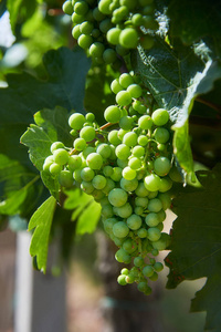 莫拉维亚的葡萄园和绿色的年轻葡萄