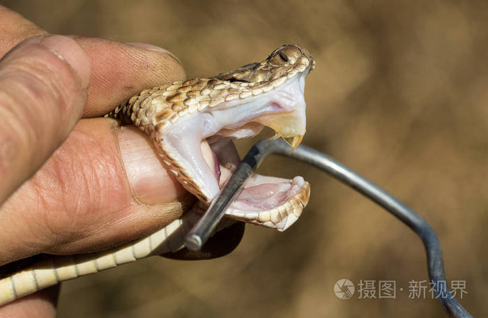 毒蛇的毒液和毒牙