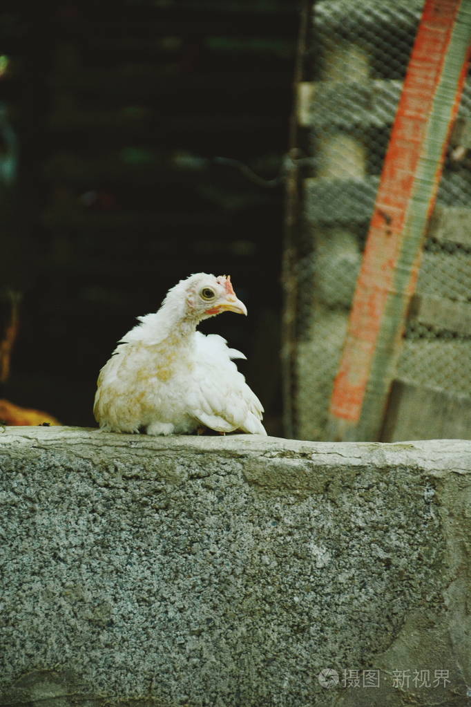 农场里小鸡又可爱又漂亮