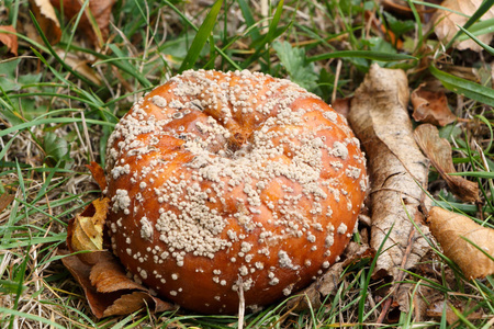 腐烂的苹果,在枯叶有霉菌枯萎,在白色背景上腐烂的苹果腐烂的苹果腐烂