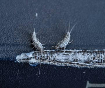 一本旧书破烂的封面上的Lepisma。 昆虫以纸银鱼为食。 有害的书和报纸。