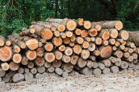秋天森林里的一堆木头