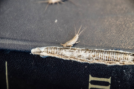 一本旧书破烂的封面上的Lepisma。以纸为食的昆虫银鱼，狐猴。害虫书籍和报纸。