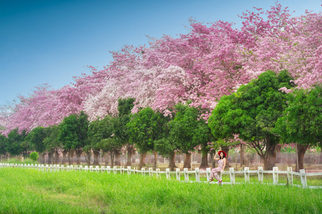 美丽的女人穿着裙子，坐在大自然的白色木栅栏上，有一排盛开着粉红色花朵的树