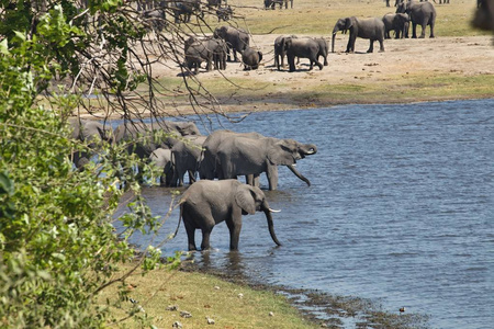 博茨瓦纳Chobe国家公园的非洲象，非洲罗克斯顿