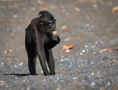 名人冠斑猴是一种古老的世界猴子，生活在唐科科保护区，流行和濒危。