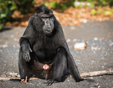 名人冠斑猴是一只古老的世界猴子，生活在曼谷保护区特有和濒危。