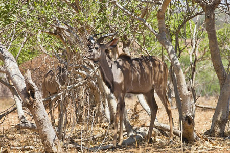 博茨瓦纳Chobe国家公园的雄性大Kudu Tragelaphus Strepiceros