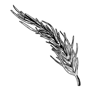 手绘迷迭香图片