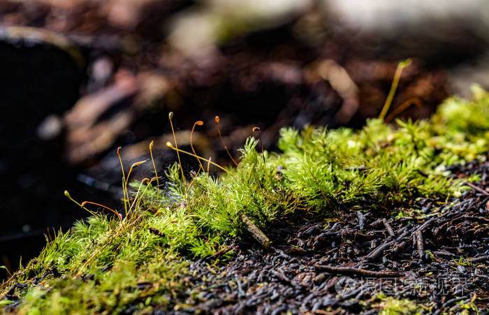 生长在朽木上的苔藓大自然在野外