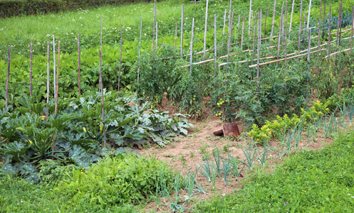 夏季种植番茄和西葫芦的菜园