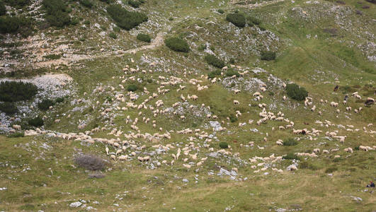 许多羊在山上的草地上吃草