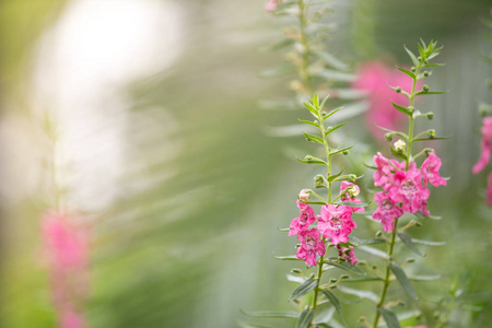 花园自然背景中美丽的粉红色花朵。