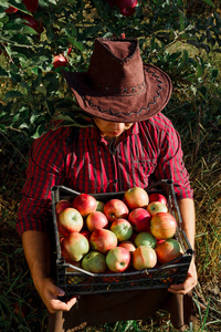 花园里快乐的年轻人收集成熟的苹果。花园里的一个工人，手里拿着一盒苹果。