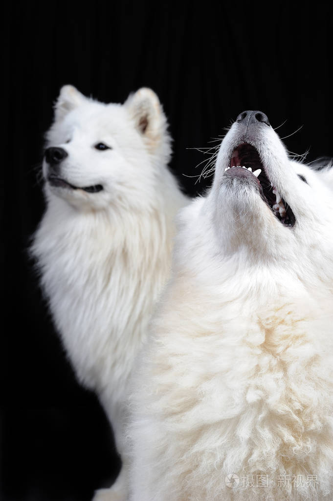 the samoyed is a breed of large herding dog, from the spitz gro