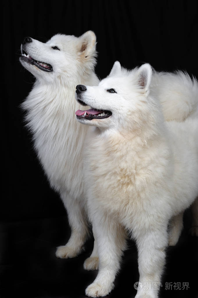 the samoyed is a breed of large herding dog, from the spitz gro