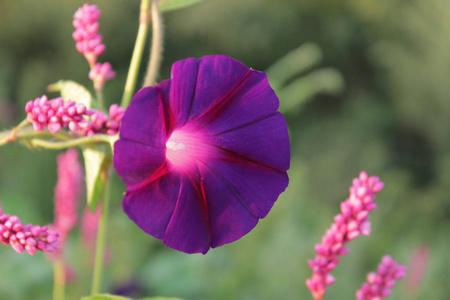 牵牛花。 乌克兰的自然。夏季花卉。在乌克兰的世界。 明亮的蓝色花朵。 植物学。